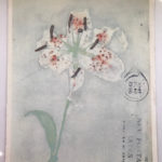 Piet Mondrian : Lily, after 1921 絵葉書